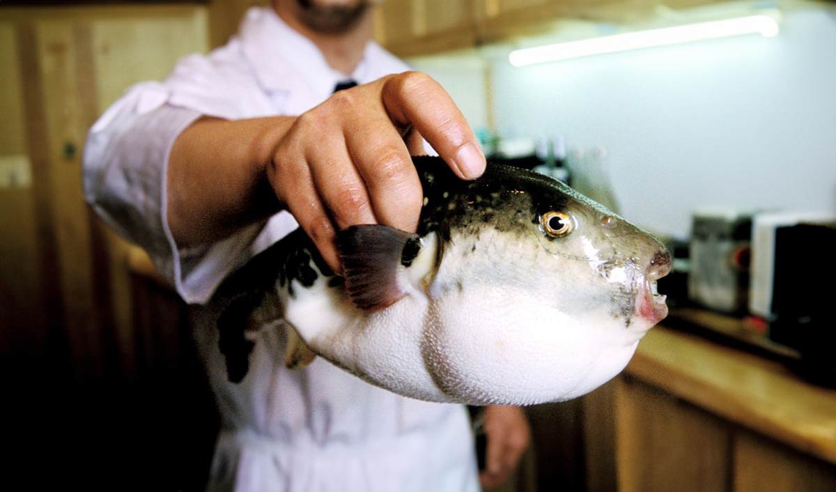 قوانین عجیب ژاپن درباره ماهی