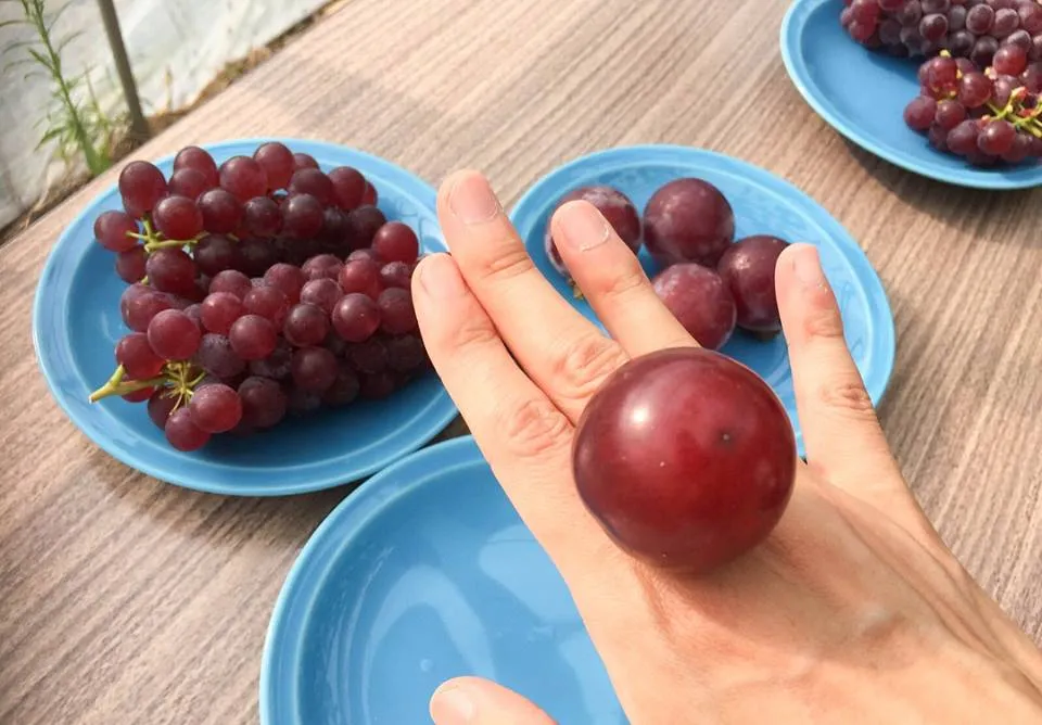 انگور یاقوتی رومی از لیست گران ترین میوه دنیا

