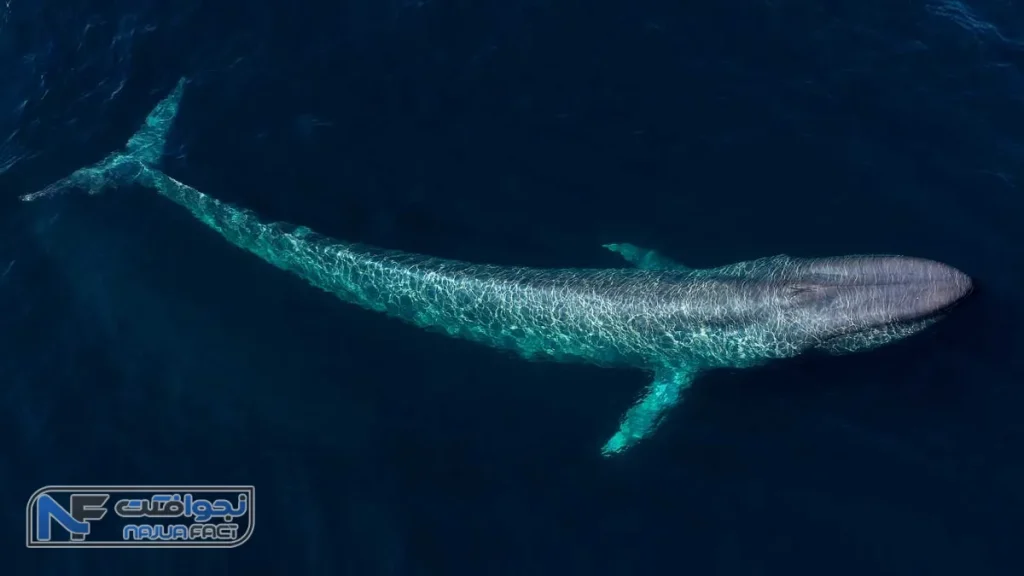 نهنگ آبی، بزرگترین جاندار زمین