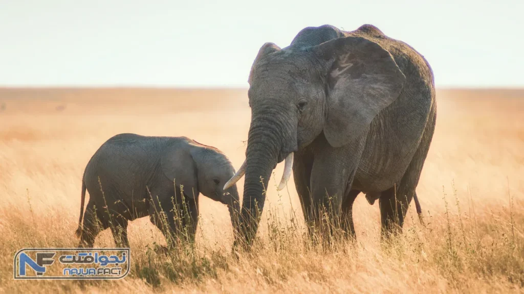 فیل افریقایی، بزرگترین جانداران زمین