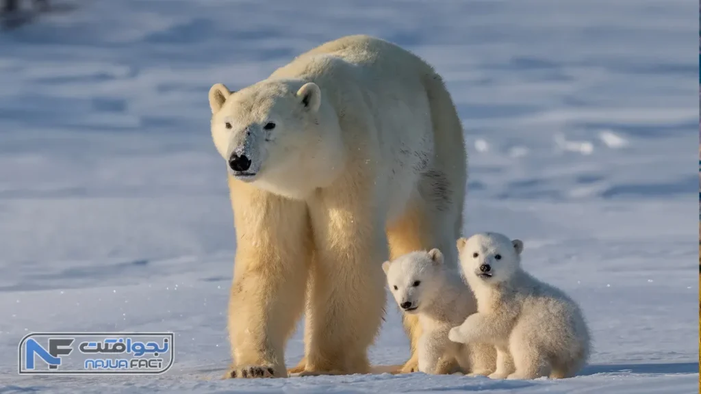 بزرگ‌ترین حیوان روی سیاره زمین، خرس قطبی
