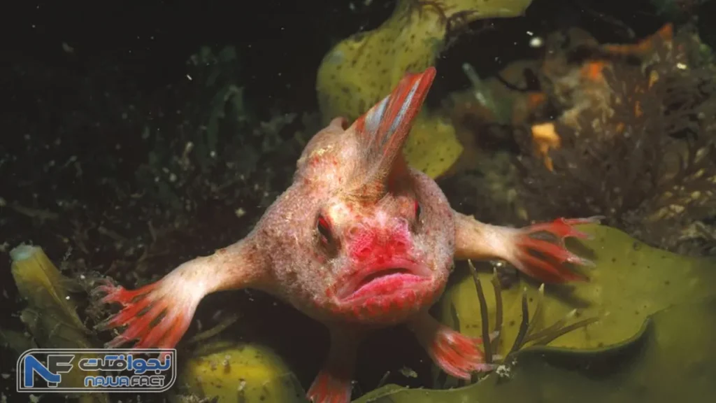 دست ماهی صاف، یکی از عجیب ترین حیوانات منقرض شده
