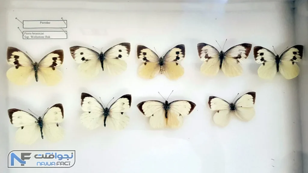پروانه سفید مادیرایی، معرفی حیوانات منقرض شده