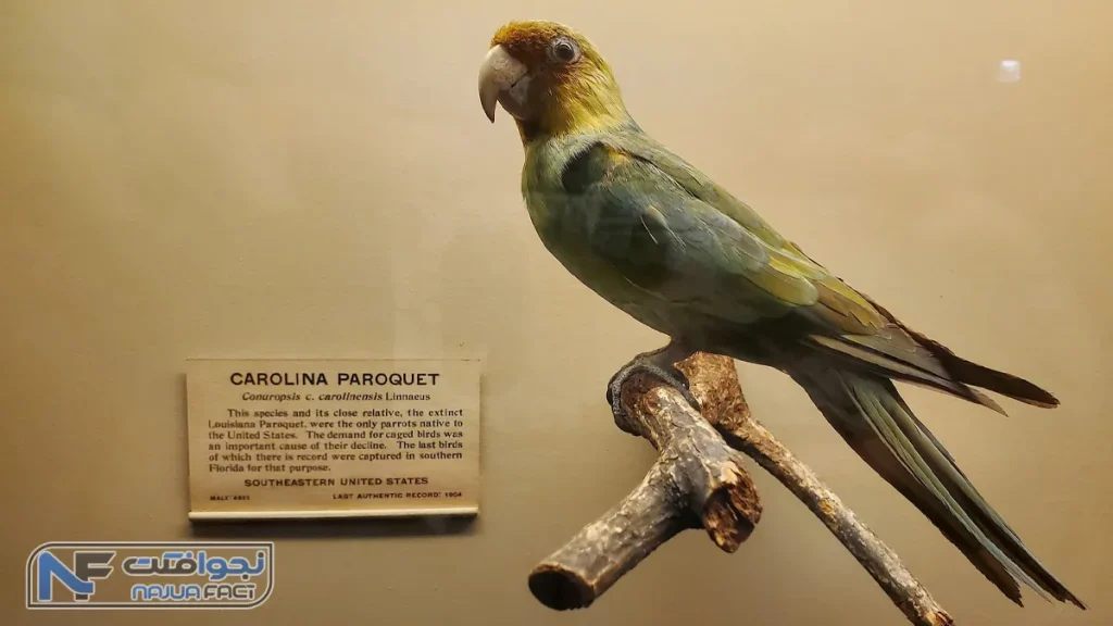 طوطی پاراکیت کارولینا، یکی از حیوان های منقرض شده ایالات متحده