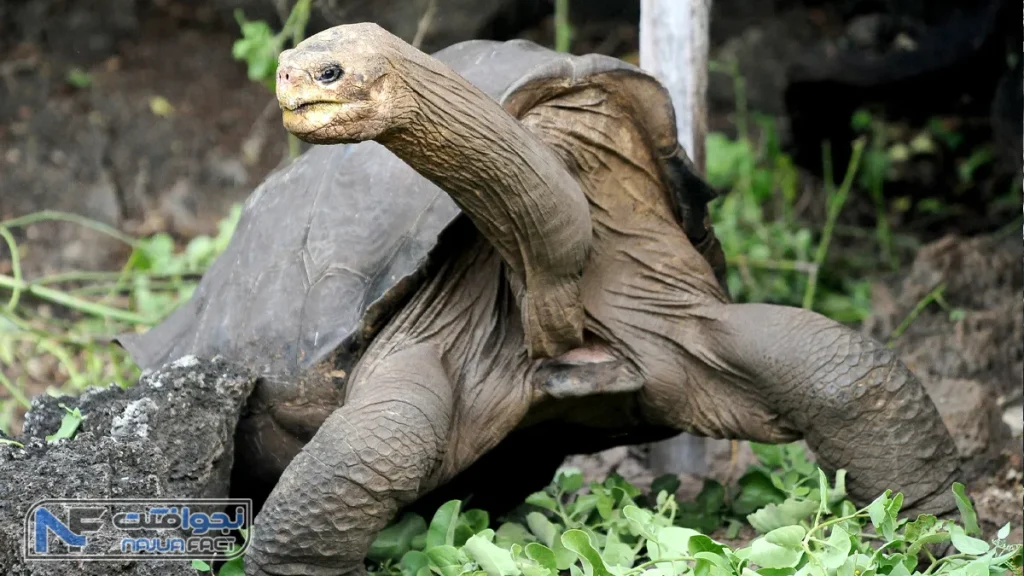 لاک پشت جزایر پینتا | حیوانات منقرض شده ماقبل تاریخ