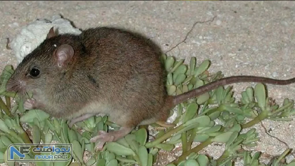 موش برمبل کی ملومیس در لیست حیوان های منقرض شده