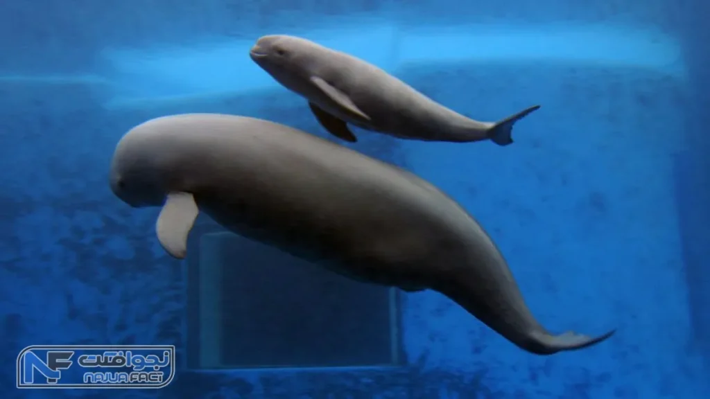 دلفین رودخانه یانگ‌تسه، یکی از حیوانات منقرض شده در قرن 20