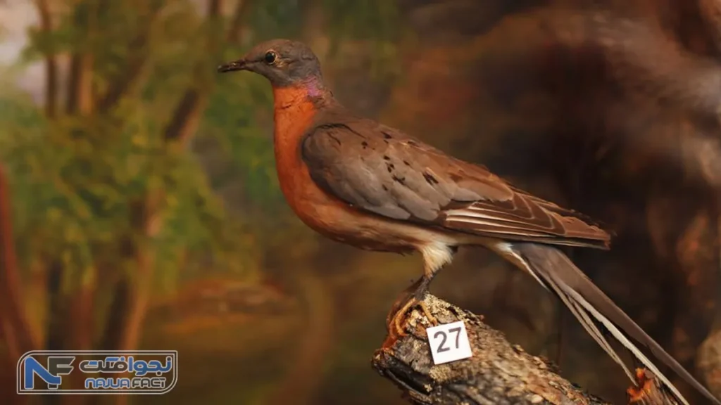کبوتر مسافر، گونه های جانوری از دست رفته تاریخ