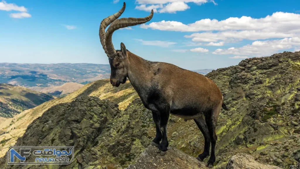بز کوهی پیرنن، یکی از حیوانات منقرض شده