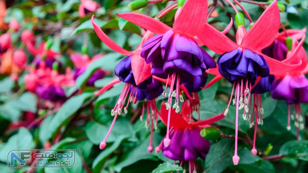 فوشیا (گل گوشواره‌ای)، گل زیباترین گیاه