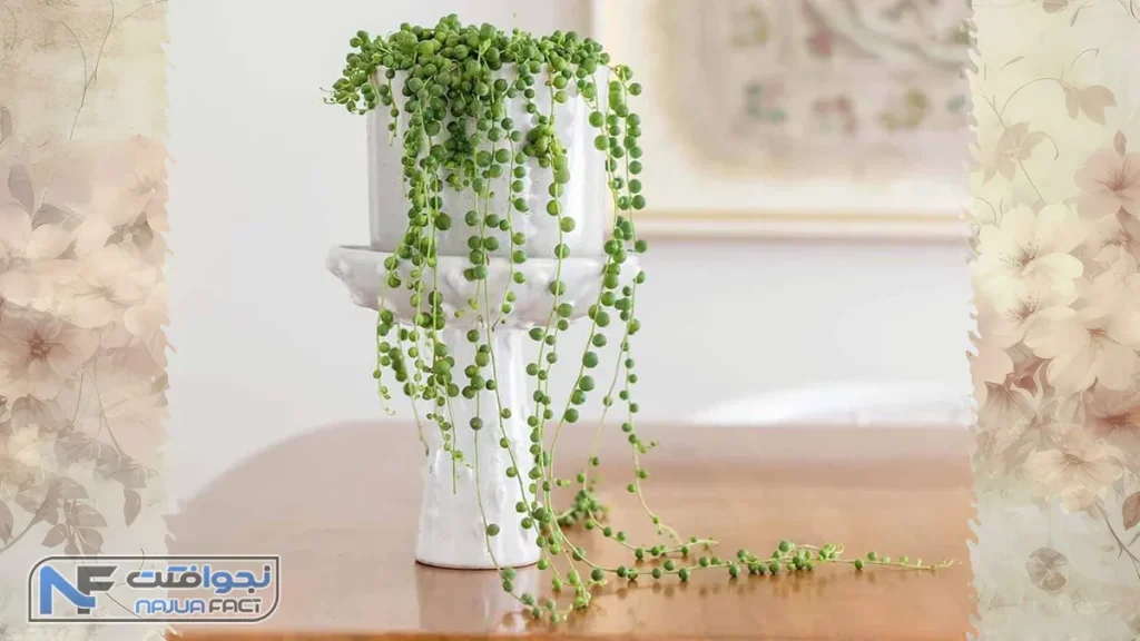 رشته مرواریدی یک یاز زیباترین گیاهان آپارتمانی