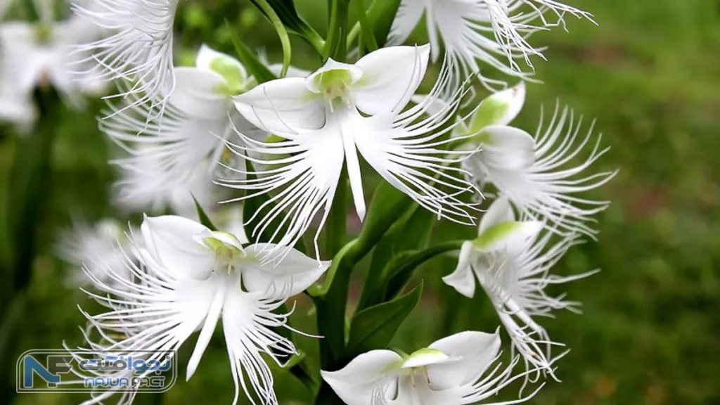 زیباترین گل جهان: ارکیده حواصیل سفید