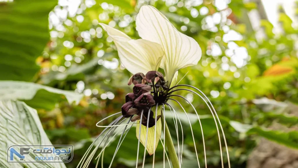 گل خفاشی سفید، یکی از گل ها و گیاهان زیبا