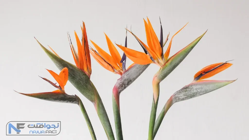 گل مرغ بهشتی (استریلیزیا)، خوشگل ترین گل