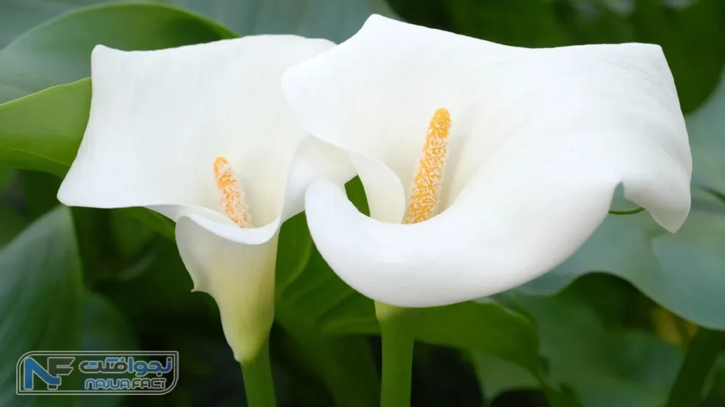 سوسن شیپوری، زیباترین گل در جهان