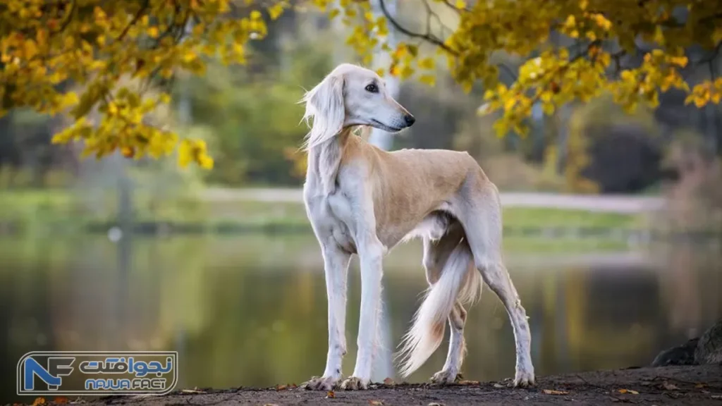 سگ سالوکی، جذابترین سگ دنیا