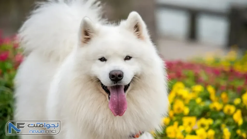سگ ساموید، بامزه ترین سگ جهان
