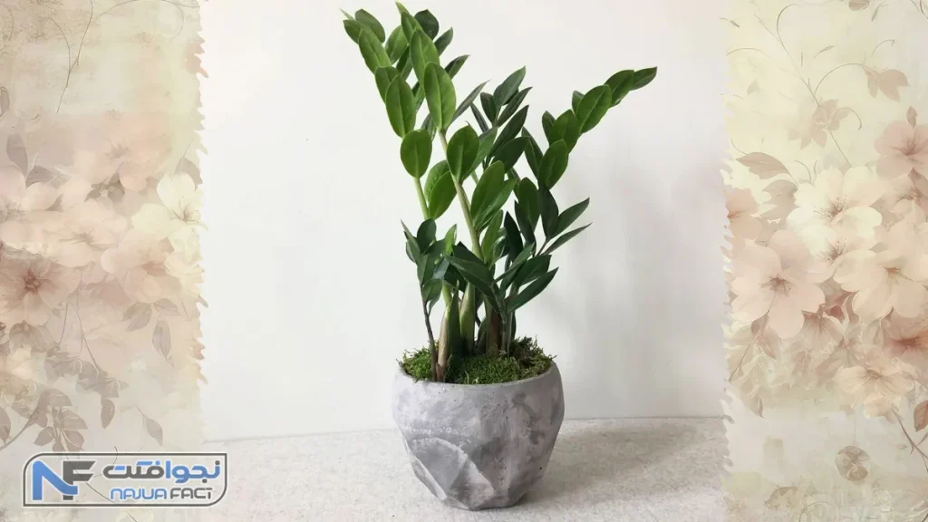 زاموفیلیا، یکی از زیباترین گیاهان آپارتمانی؛ مناسب ترین گیاه برای آپارتمان