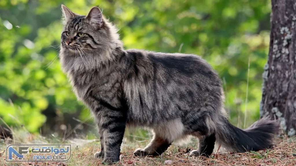 گربه نروژی جنگلی، زیباترین گربه