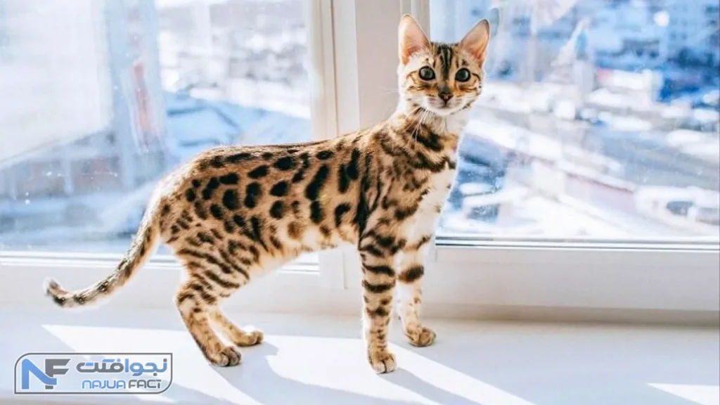 گربه بنگالی، زیباترین گربه